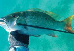 Mutton snapper shot with a freeshaft.