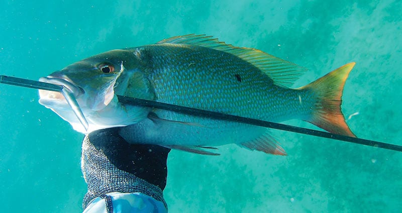 Ft. Lauderdale Spearfishing – January 2018 - Coastal Angler & The Angler  Magazine