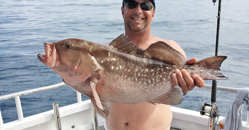 Nice Red Grouper