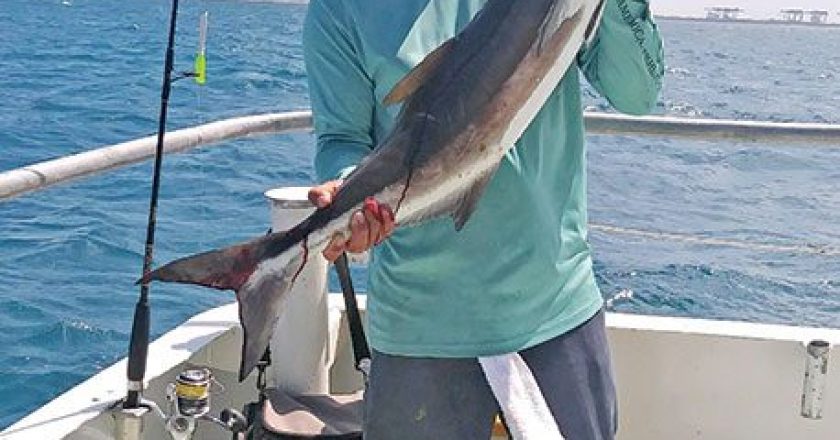 Orlando with a nice cobia caught aboard the Catch My Drift.