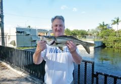 Mark Finch with freshwater snook caught on a live shiner at the Sewell lock in Davie.