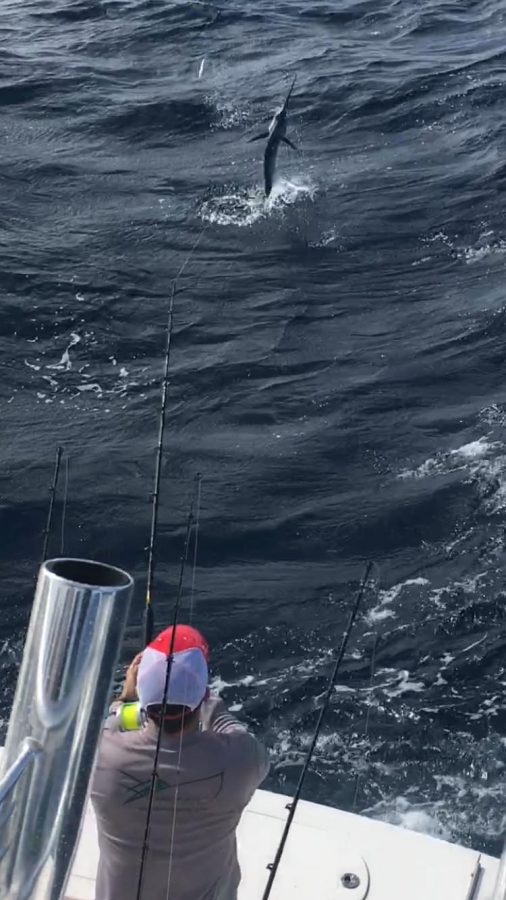 Sailfish action this past December! PHOTO CREDIT: Capt. Scott Fawcett.