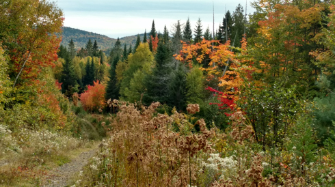 North Maine Big Woods 