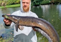 Chris Loft aka @fishkeeperchris enticed this slob of a snakehead with a Topwater frog.