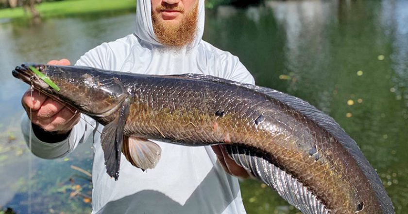 Chris Loft aka @fishkeeperchris enticed this slob of a snakehead with a Topwater frog.
