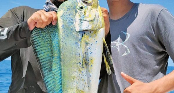 Nice eating size dolphin caught with Fishing Headquarters.