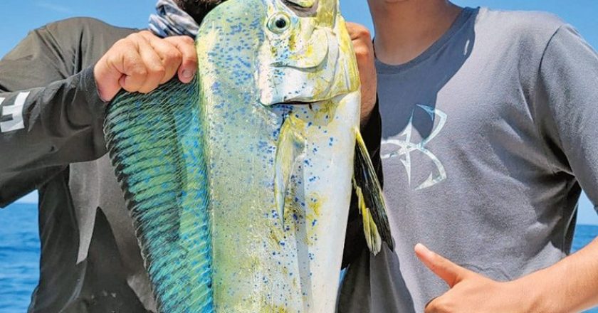 Nice eating size dolphin caught with Fishing Headquarters.