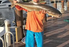 Michael Bright caught this nice cobia 3 miles off Hillsboro Inlet on a skirted trolling lure.