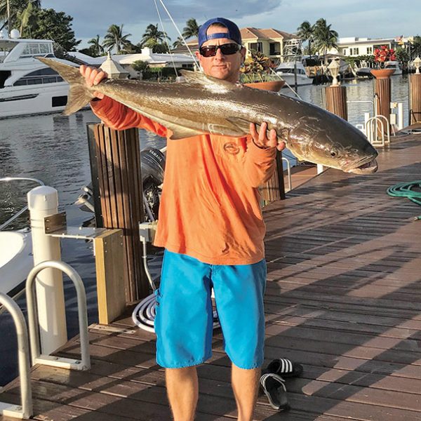 Michael Bright caught this nice cobia 3 miles off Hillsboro Inlet on a skirted trolling lure.