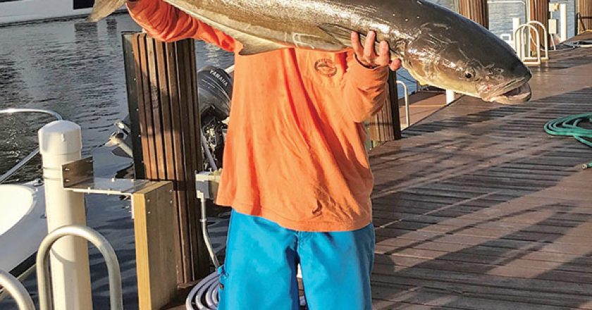 Michael Bright caught this nice cobia 3 miles off Hillsboro Inlet on a skirted trolling lure.