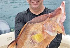 Loyal reader Jorge Millares shot this hogfish while spearfishing in 30 feet of water.