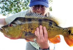 Kylie Calnan @scallywagkylie caught this Davie peacock on a live night crawler.