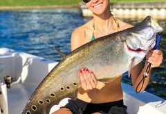 Local tourism benefits from the population of clown knifefish in the Lake Ida chain.