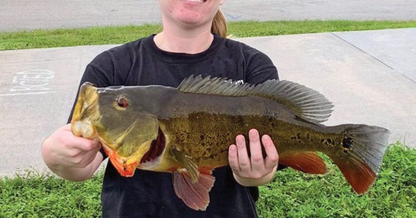Kylie Calnan aka @scallywagkylie caught this solid peacock bass on a live shiner.