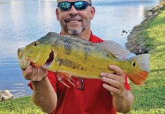 Paul Torres used a topwater lure to fool a nice Pembroke Pines peacock.