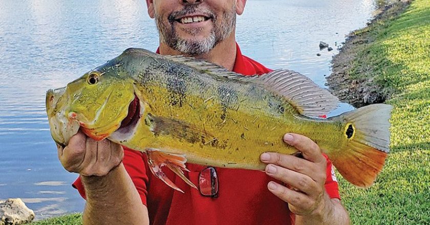 Paul Torres used a topwater lure to fool a nice Pembroke Pines peacock.
