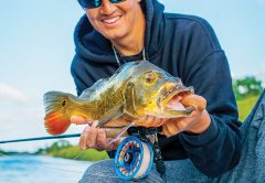 Capt. Johnny with a pretty peacock bass caught on the fly rod.