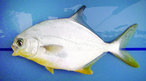 The Tampa Bay Fishin' Report: While a lot of fishing slows in cooling  water, pompano action can be good, Outdoors