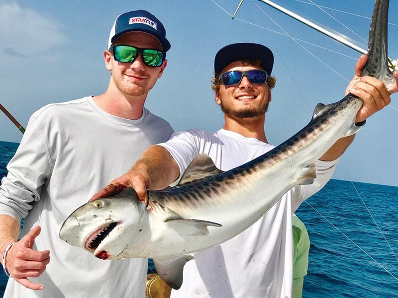 Cool looking tiger shark...