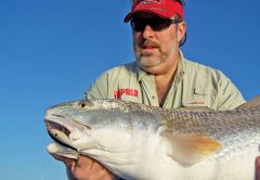 Giant redfish are not so uncommon catches for anglers this month.