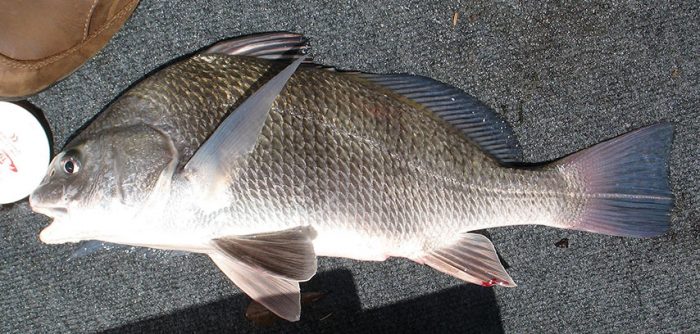 Ikan \u0026 Memancing – Ikan Gendang - PantaiIkan \u0026 Memancing – Ikan Gendang - Pantai  