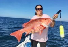One of the endangered unicorn (A.K.A. red) snapper that anglers will be able to harvest on select dates this month.