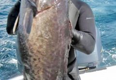 Drock Zezas speared this hefty grouper.