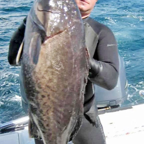 Drock Zezas speared this hefty grouper.