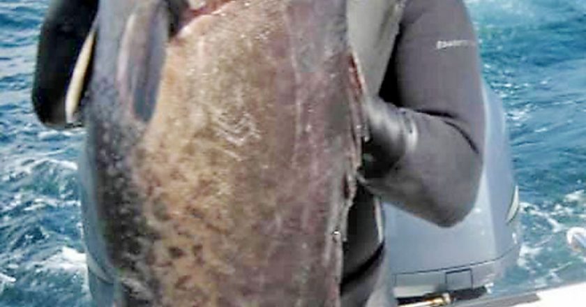 Drock Zezas speared this hefty grouper.