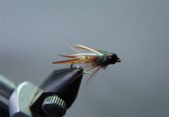 Ear Prince Nymph