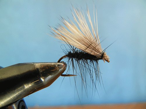 Fly of the Month - Black Caddis Dry | Coastal Angler & The Angler Magazine