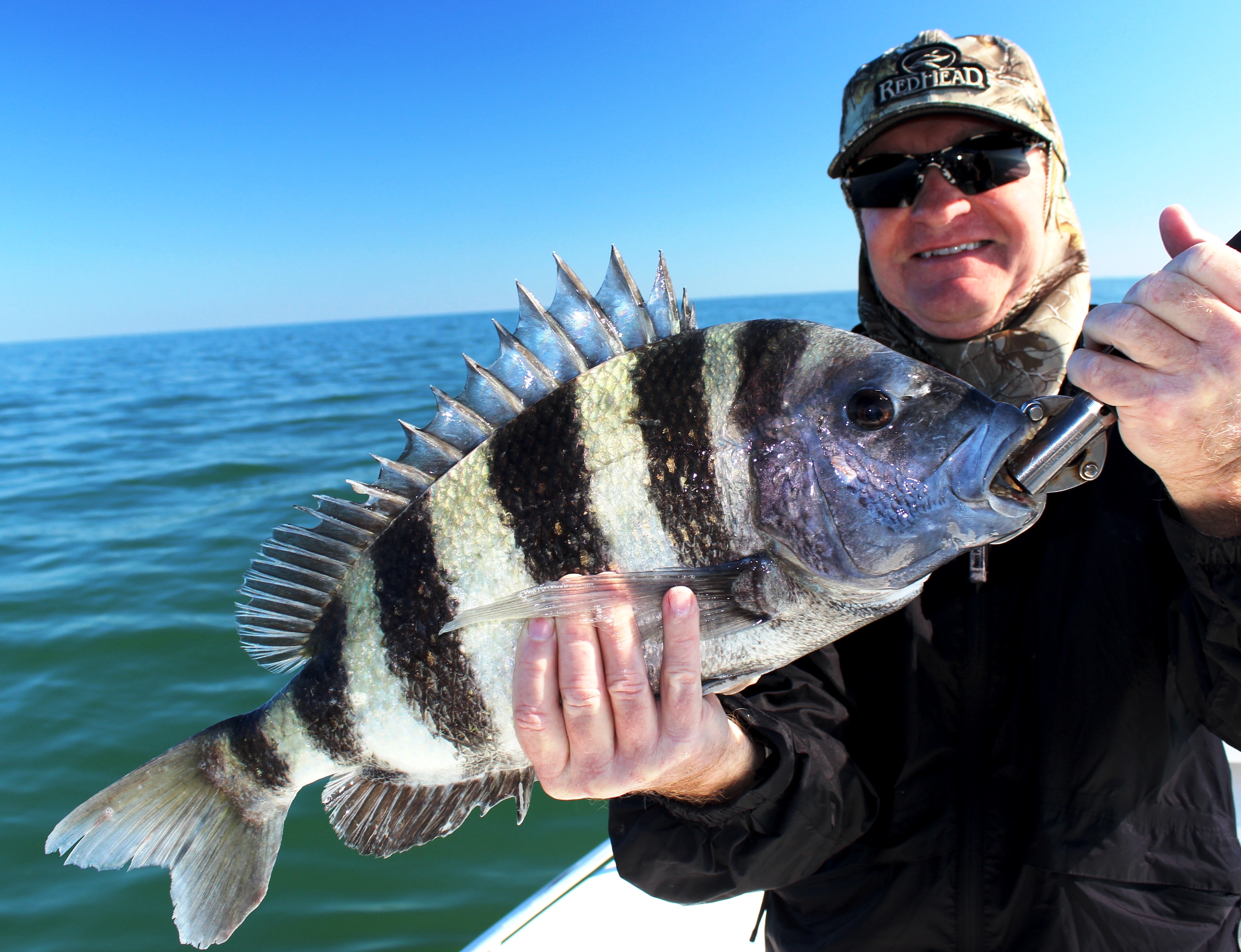 Gulf Coast Fisherman - The Different Stripes of Sheepshead