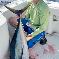 James Holdsworth hooked this sweet yellowfin tuna in the offshore gulfstream.