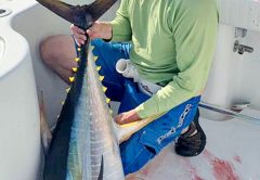James Holdsworth hooked this sweet yellowfin tuna in the offshore gulfstream.