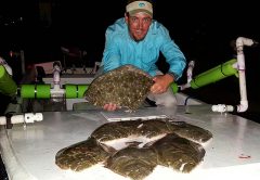 treasure-coast-flounder