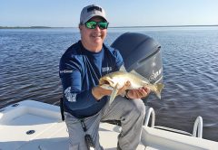 Smaller top water plugs like this 8 cm Rapala Skitter Walk often fool speckled chunks like this one Capt. Jim Ross caught in the Banana River Lagoon.
