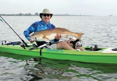 Dwight Bost with a huge redfish caught on the Indian River on a blue back Skitter Walk topwater plug. The red came partially out of the water to take the plug — an exciting start to an exhilarating fight!