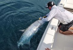 Tarpon that hit a Rapala plug.