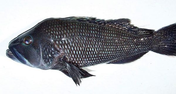 A black sea bass taken with Natural World Charters.