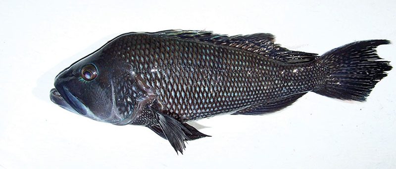 A black sea bass taken with Natural World Charters.