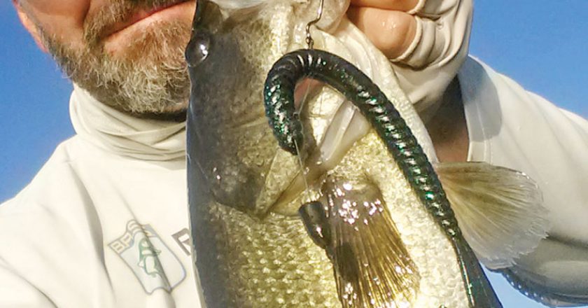 A nice Deerpoint bass caught punching a Gambler Burner worm into a mat.