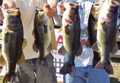 A rare photo of Capt.’s Cliff Mundinger and Randy Cnota with a nice haul of Jackson bass.