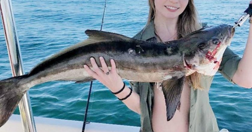 Caitlyn Smith with a nice cobia on the Adrenaline boat.