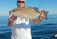 Capt. Chester Reese showing off a fine gray snapper