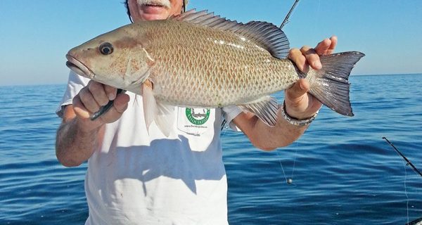 Capt. Chester Reese showing off a fine gray snapper