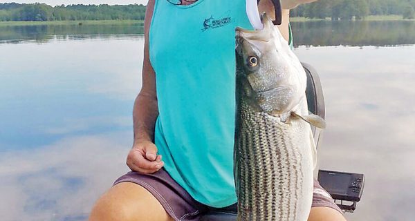 Guide JR with a nice striper caught topwater fishing for largemouth bass. Explosive & fun.