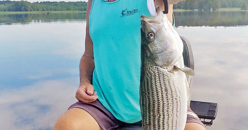 Guide JR with a nice striper caught topwater fishing for largemouth bass. Explosive & fun.