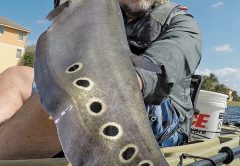 Brad with his first clown knifefish.