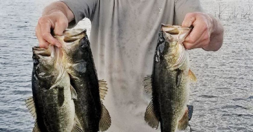 Myles Gardner caught 35 bass with fishtallahasse guide service during Christmas break.