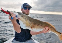 Nathan snatching on bull reds.